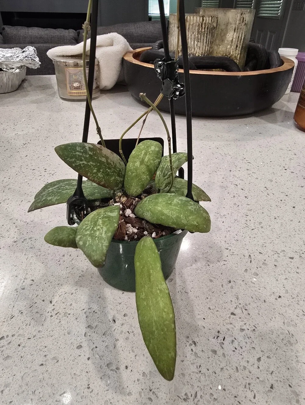Hoya this sigillatis